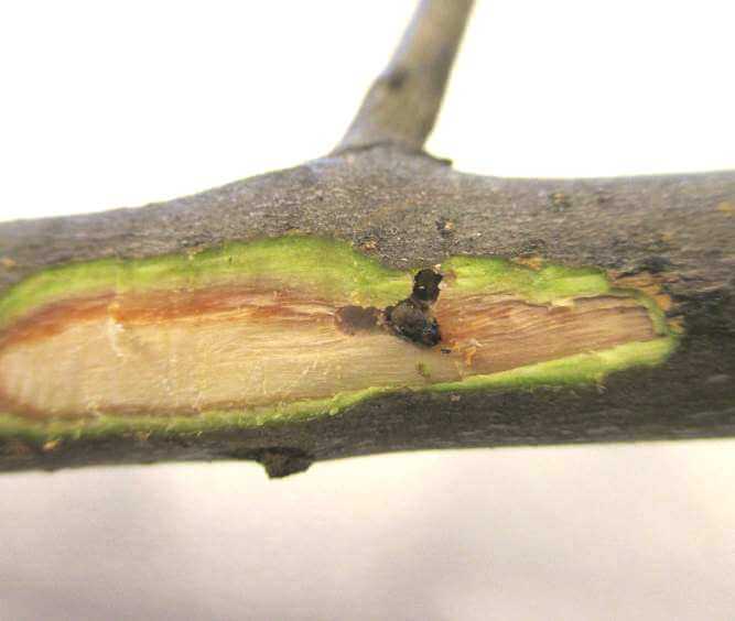 Apricot perforators or drills | idMicrobe