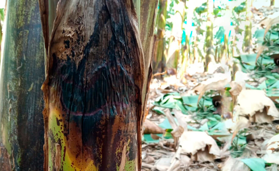 Watery pseudostem rot or soft rot in banana trees: How to recognize and treat it effectively