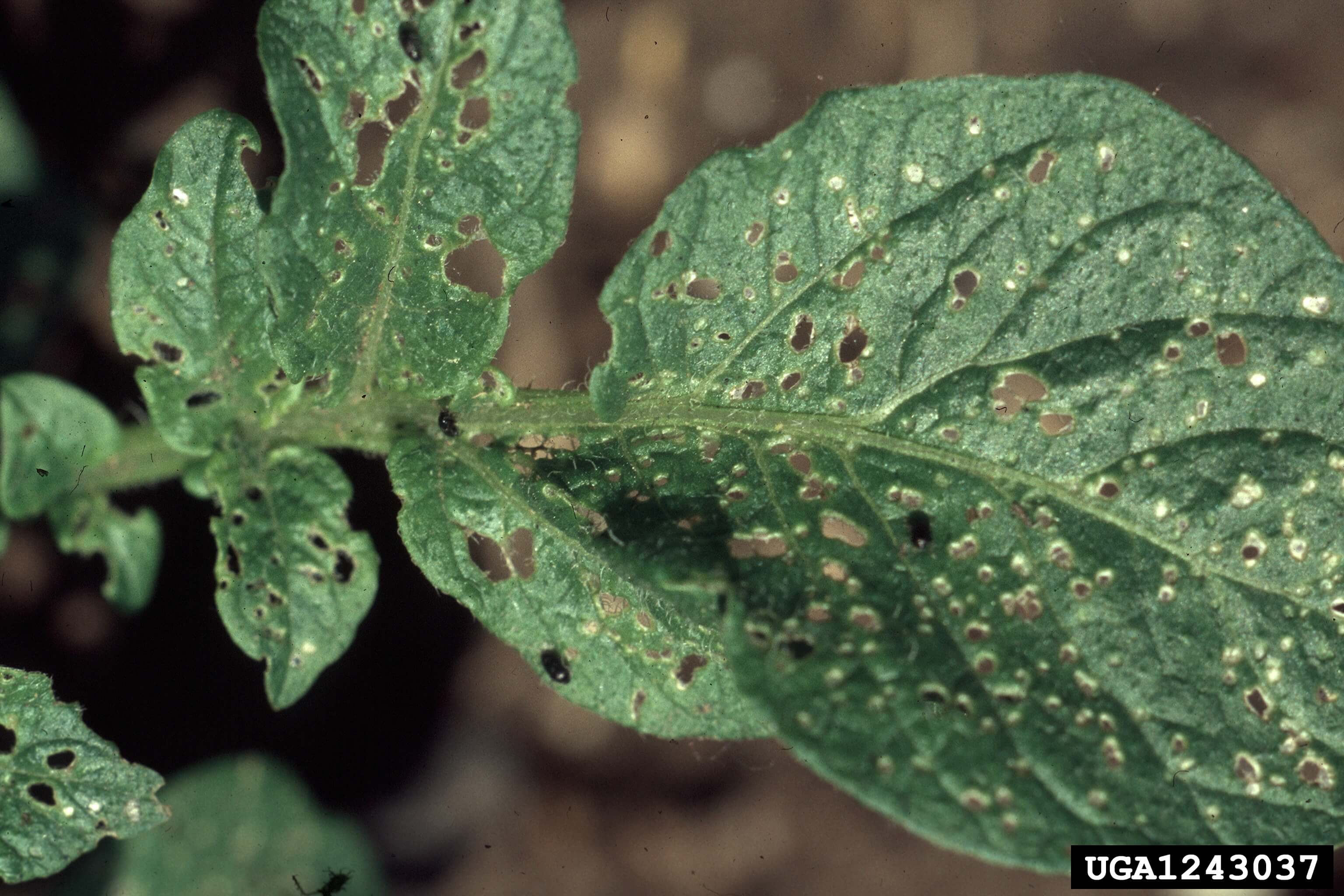 Besouro-pulga-da-batata: sintomas e danos em batatas
