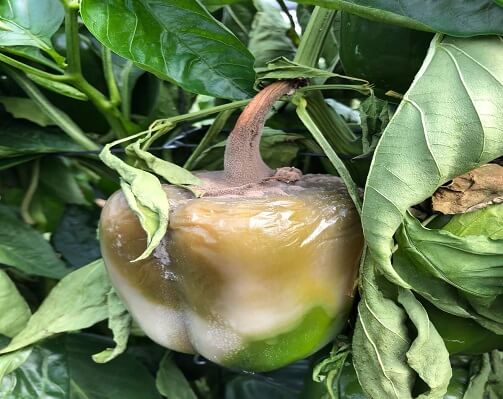 Daños causados por Podredumbre gris en Pimiento