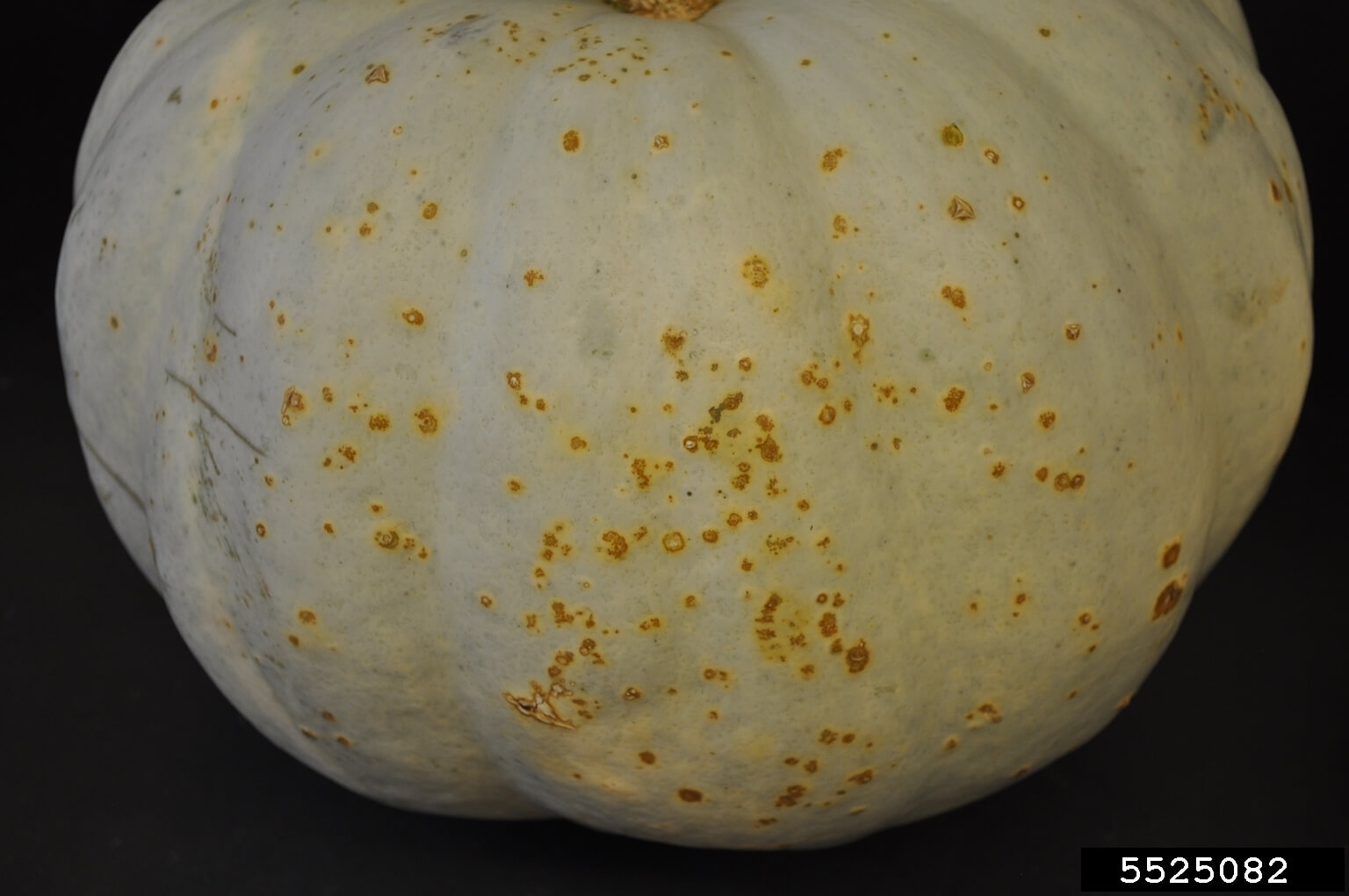 Mancha bacteriana: Síntomas y daños en Calabaza