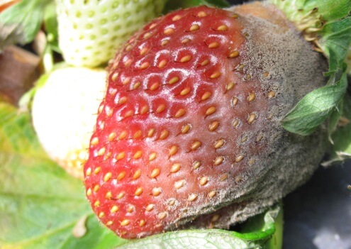 Gray rot in strawberries | idMicrobe