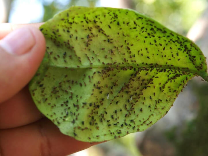 Pulgões em pereiras | idMicrobe