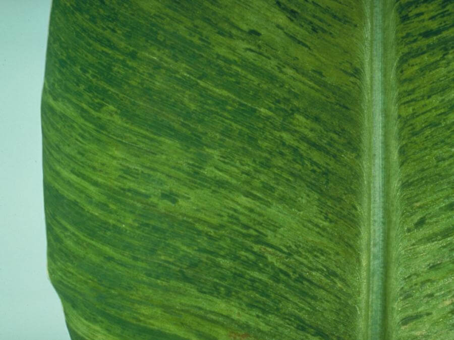 Virus del mosaico del pepino (CMV): qué es, cómo se origina y cómo eliminar de forma efectiva en platanera