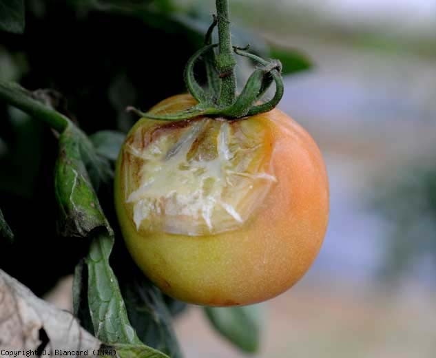 Bacteriosis en frutos: Cómo se reconoce y se trata eficazmente