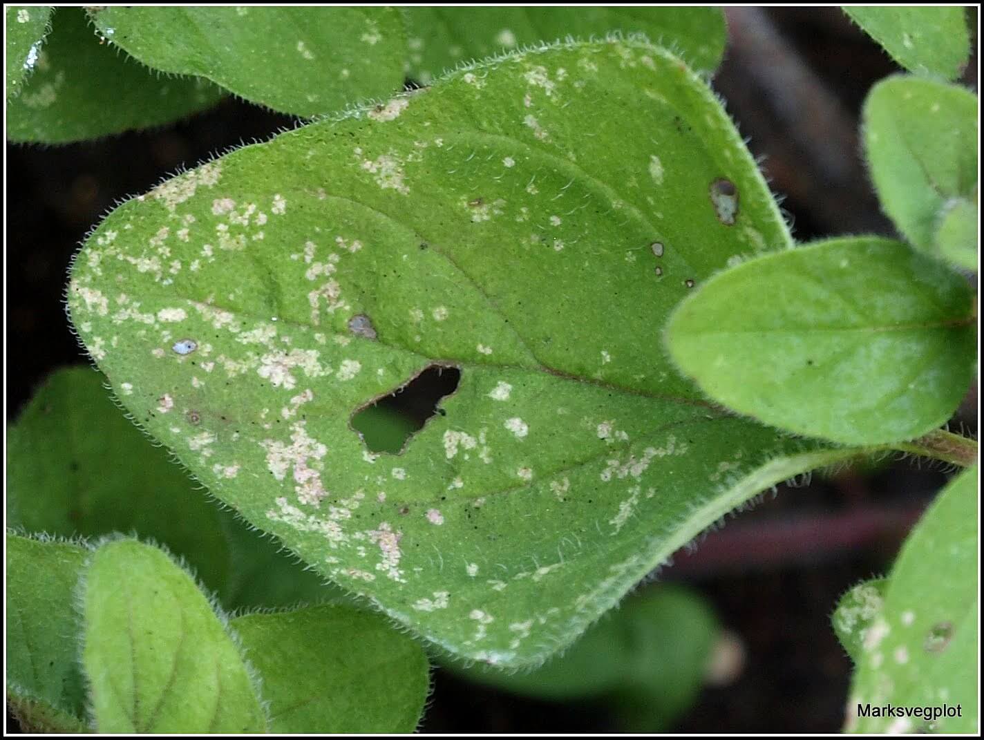 Thrips: Symptoms and Damage in Quinoa