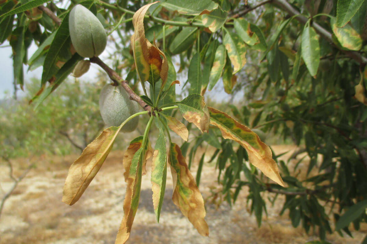 Decaimiento del almendro o Xylella en Almendro: Cómo se reconoce y se trata eficazmente