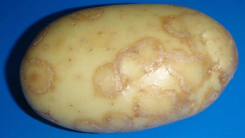 Potato virus Y: Symptoms and damage in potatoes