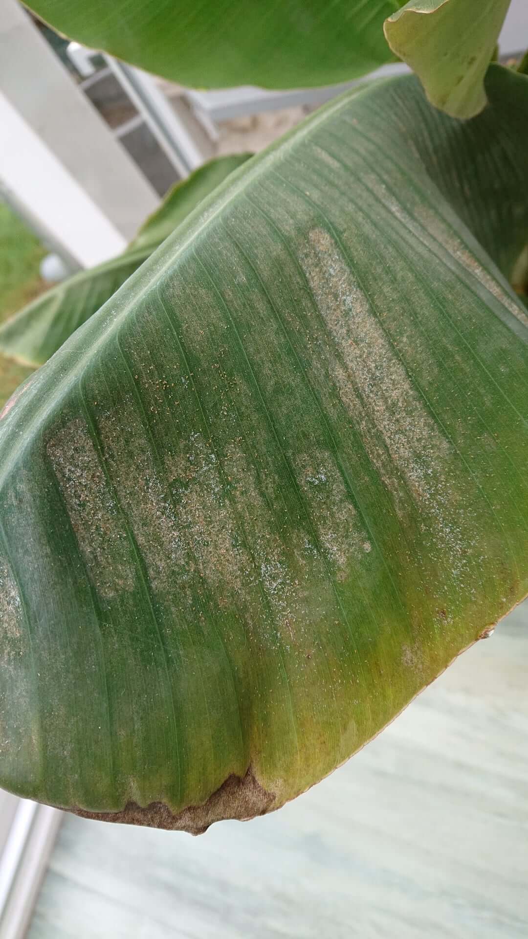 Damage caused by red spider in banana plantation