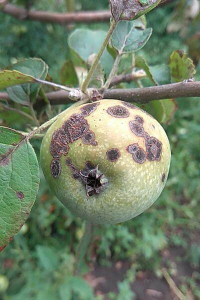 Sarna o moteado en frutales de pepita | idMicrobe