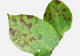 Cómo reconocer y combatir mancha negra del rosal