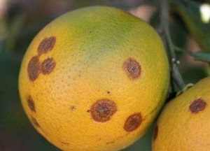 Antracnosis en limonero | idMicrobe