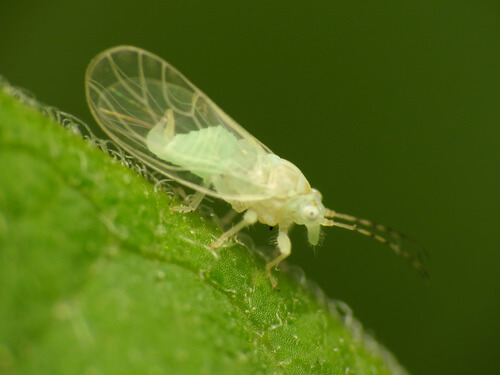 Galha da raiz do abacate: como reconhecê-la e tratá-la eficazmente