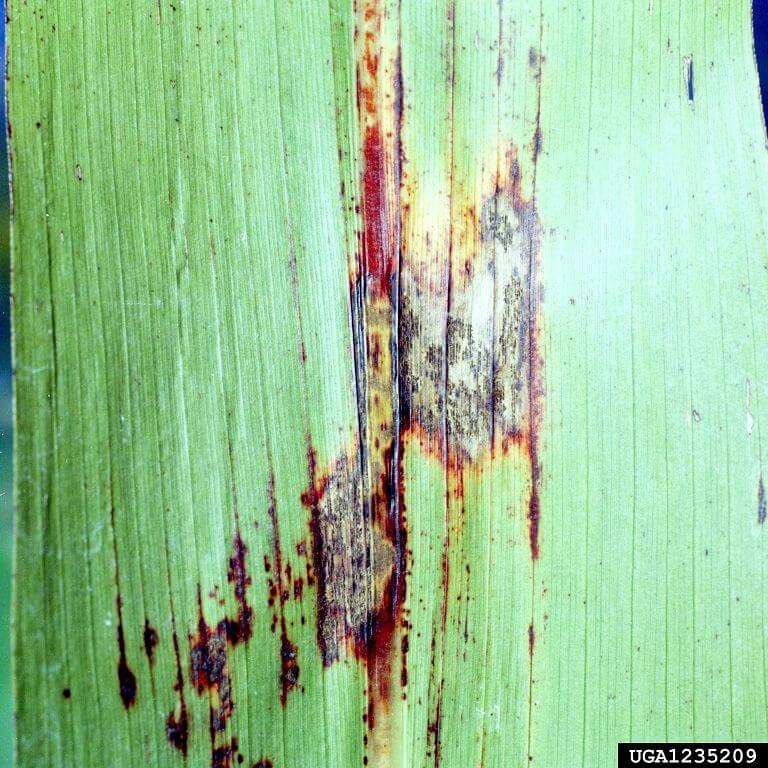 Anthracnose: what it is, how it occurs, and how to effectively eliminate it
