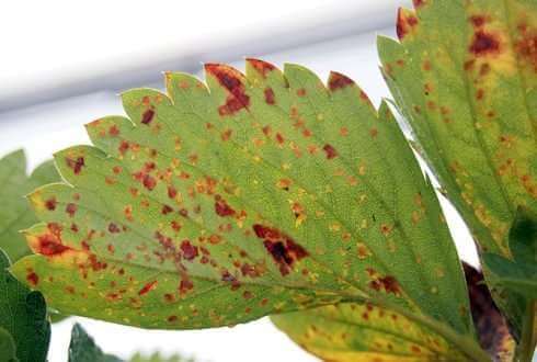 Mancha angular: Síntomas y daños en Fresa