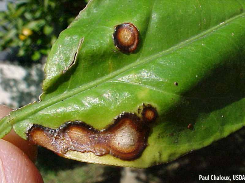 Daños causados por Antracnosis en Limonero