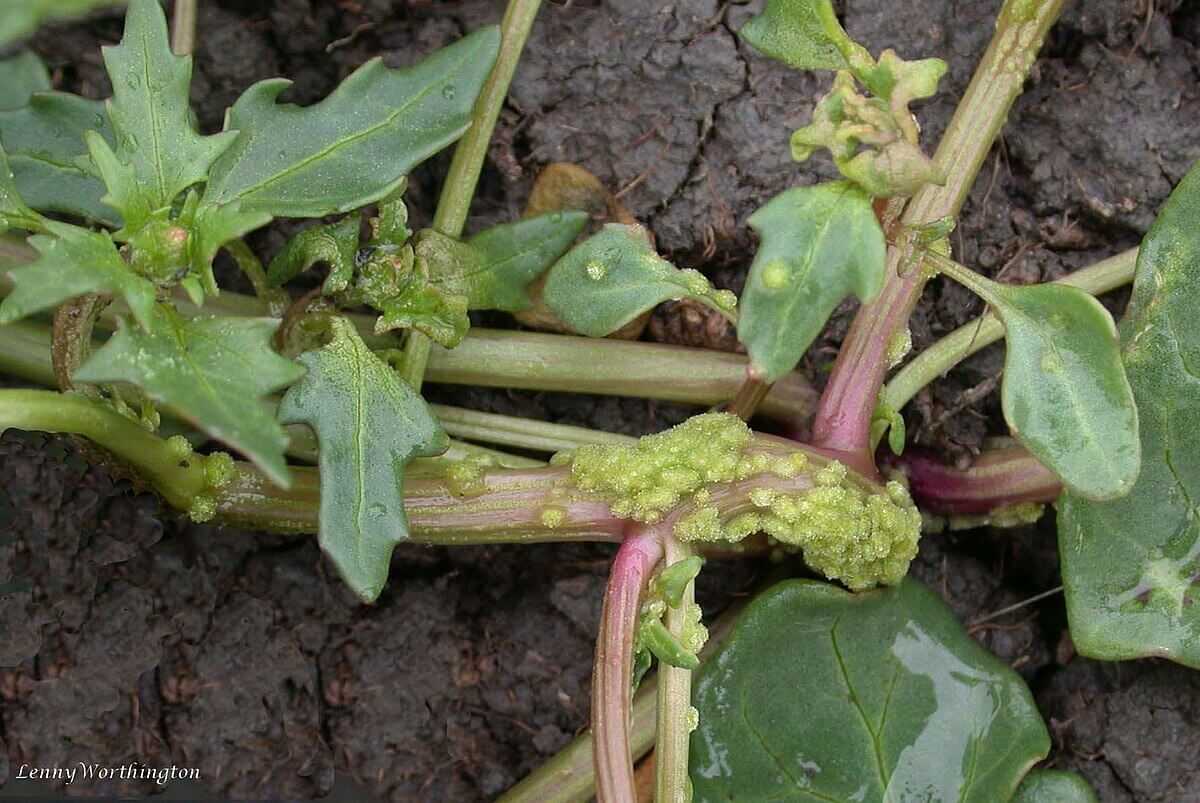 Beet Leprosy: How to Recognize and Treat It Effectively