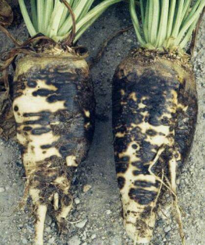 Cómo reconocer y combatir mal vinoso en remolacha azucarera