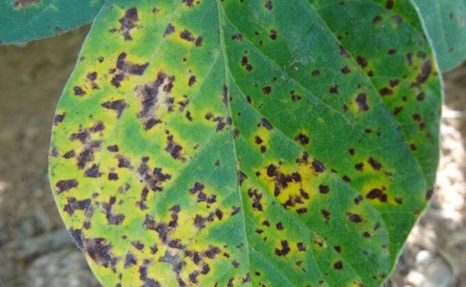 Mancha parda de la soja: Síntomas y daños en Soja