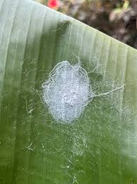Mosca-branca-do-algodão em bananeiras: como reconhecê-la e tratá-la eficazmente