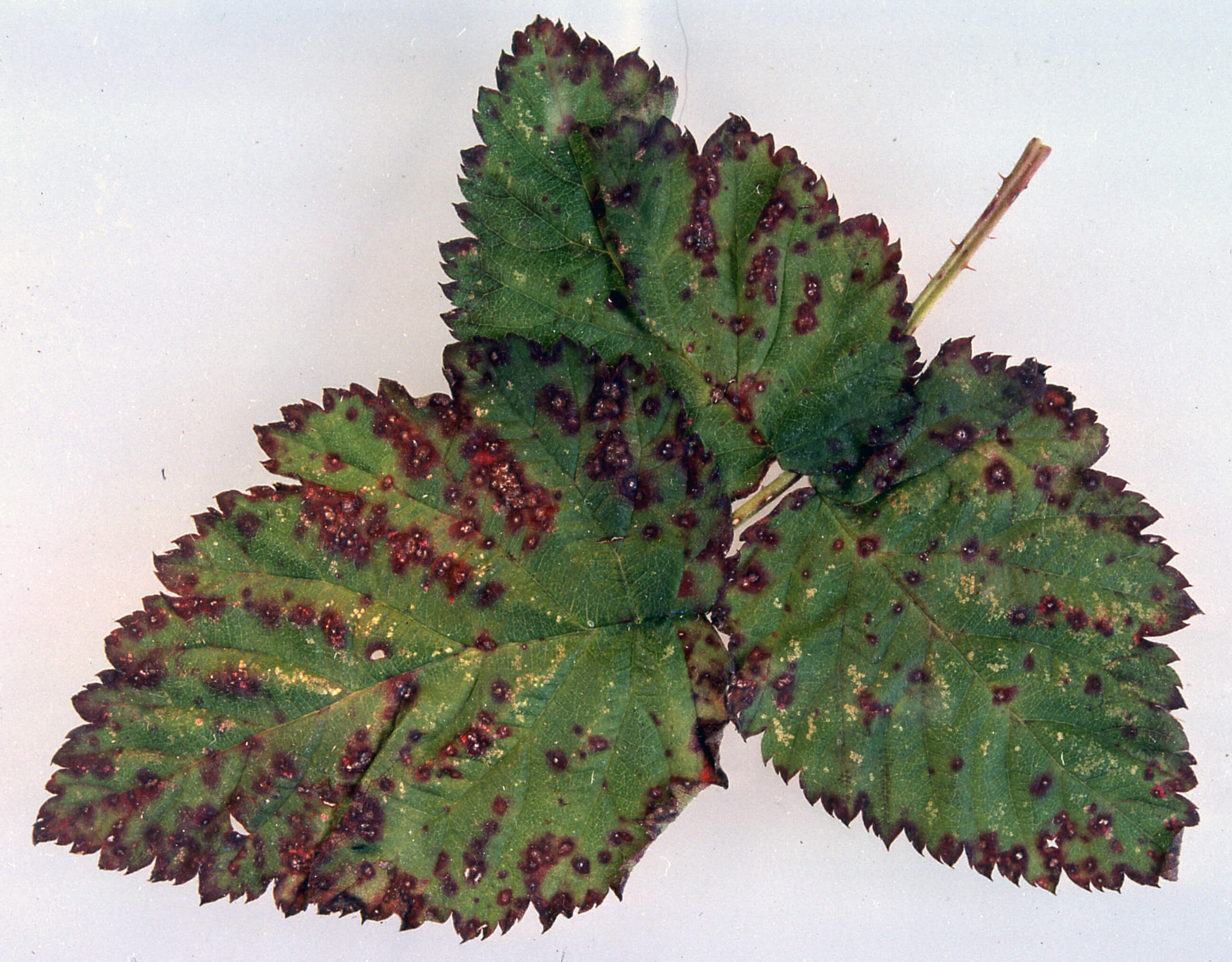 Septoria: Symptoms and Damage in Blackberries
