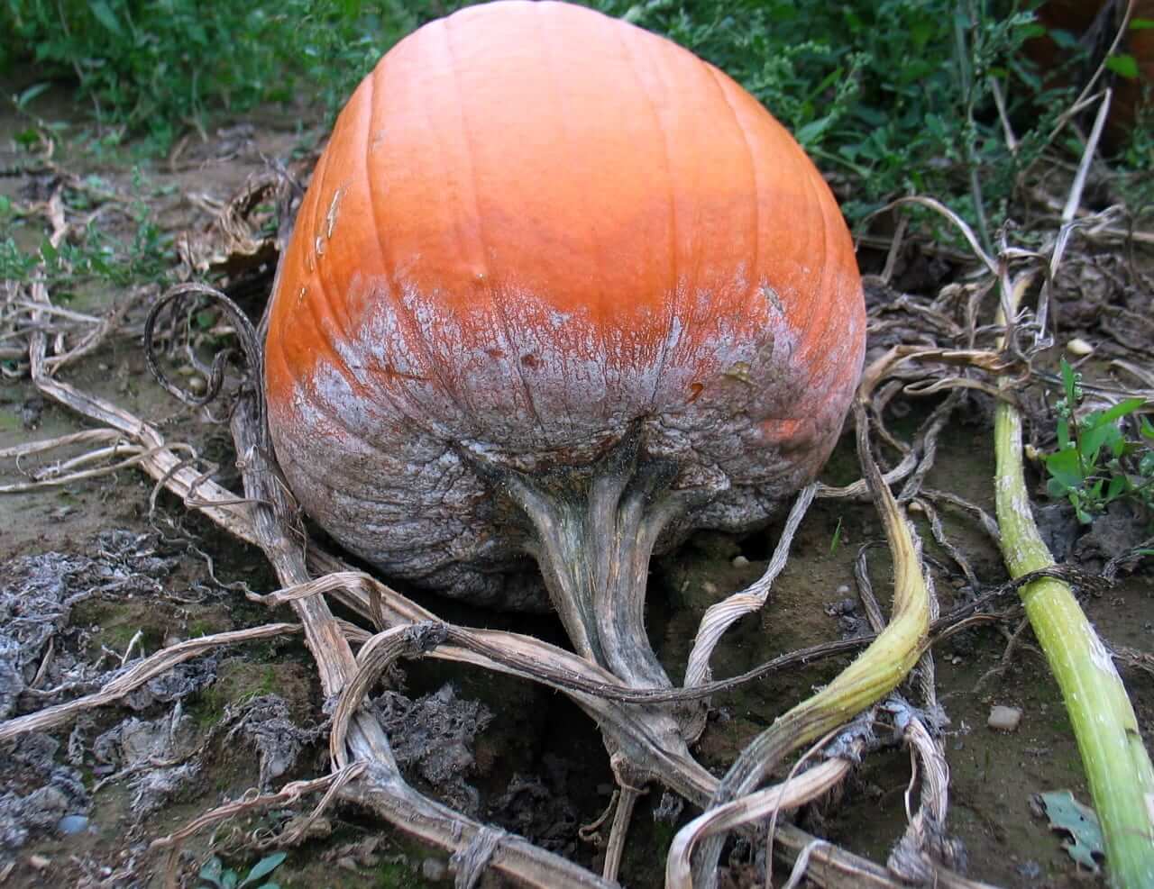 Tizón tardío en calabaza | idMicrobe