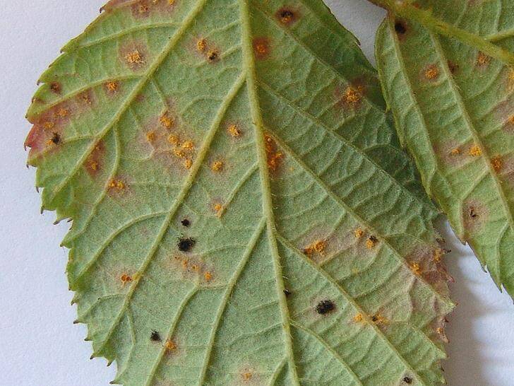 Violet rust on blackberries | idMicrobe