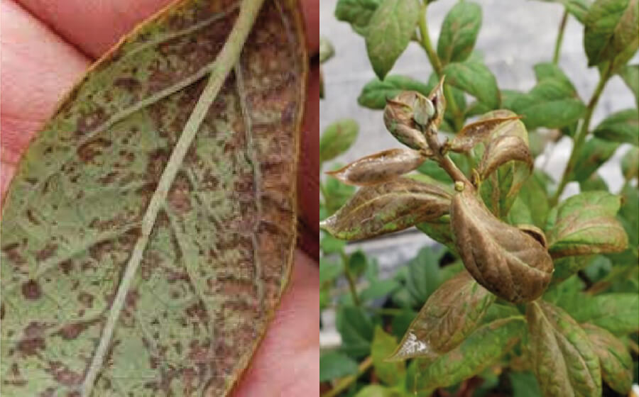 Thrips du bleuet : comment les reconnaître et les traiter efficacement