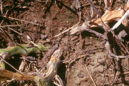 Pourriture des racines et du collet : symptômes et dommages sur les citrouilles