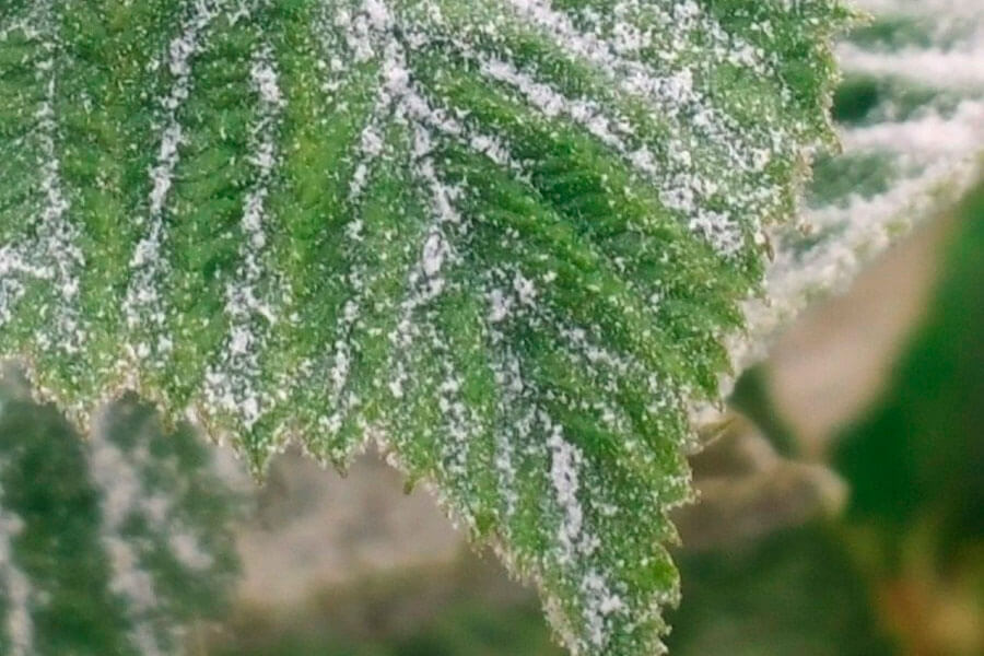 Oídio en Berries: Cómo se reconoce y se trata eficazmente