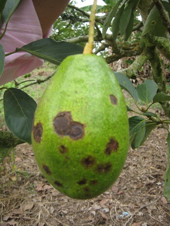 Mancha preta no abacate | idMicrobe