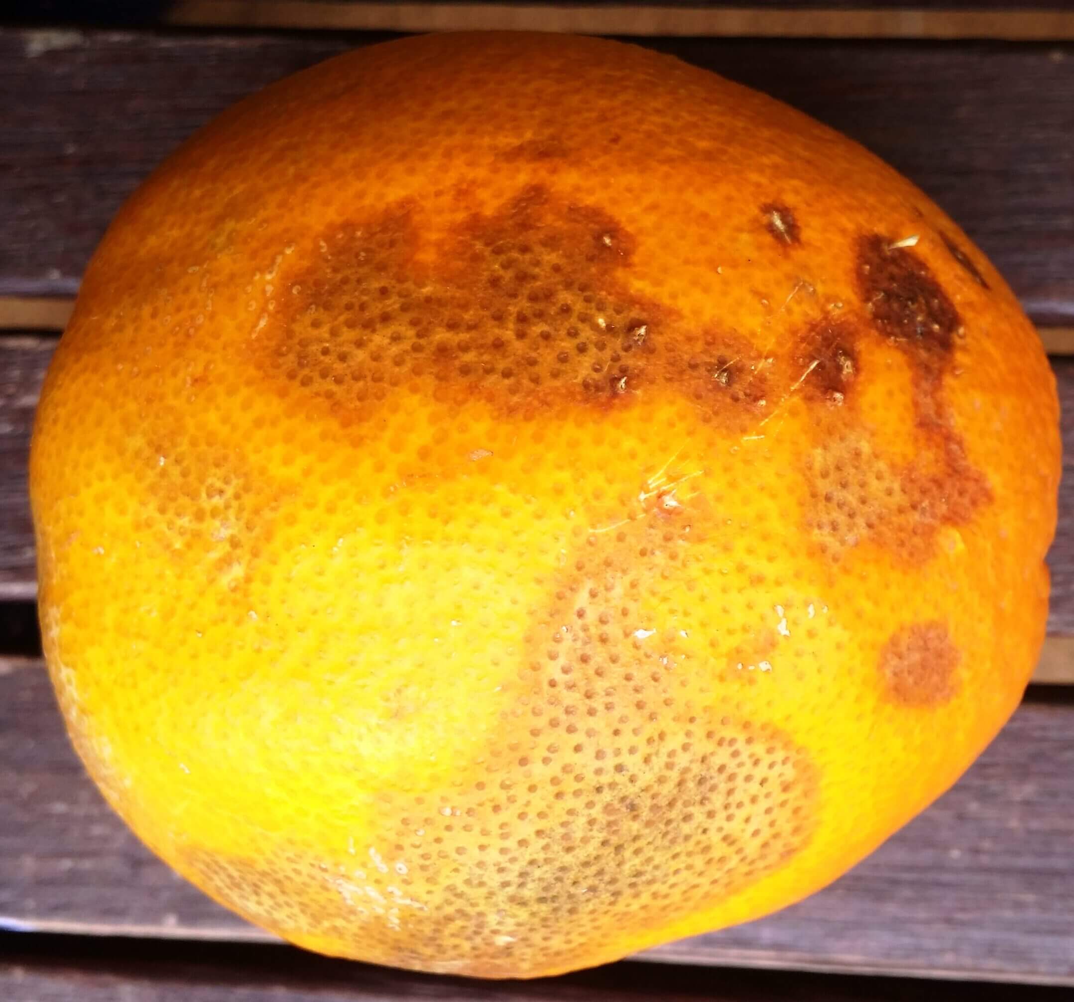 Antracnosis en Naranjo: Cómo se reconoce y se trata eficazmente