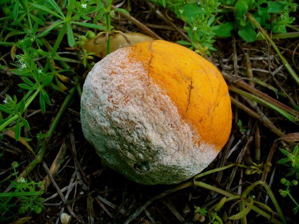 Dommages causés par l'arrosage des agrumes ou la pourriture brune des agrumes