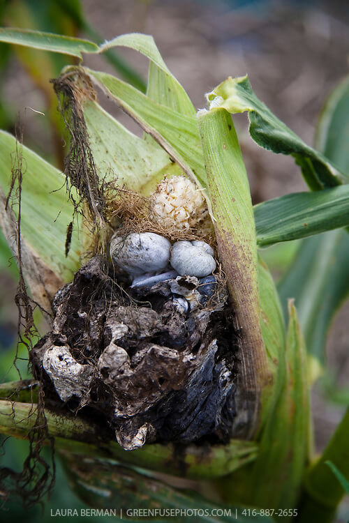 Carbón común del maíz: qué es, cómo se origina y cómo eliminar de forma efectiva