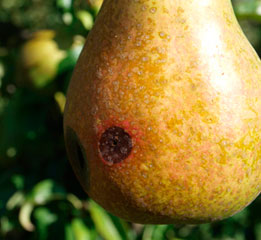 Black or brown spot on pear trees: Symptoms and damage