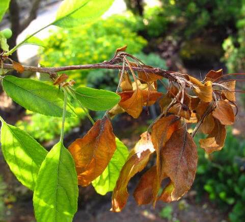 Cómo reconocer y combatir seca de ramas y brotes en plantas decorativas de jardín y/o interior