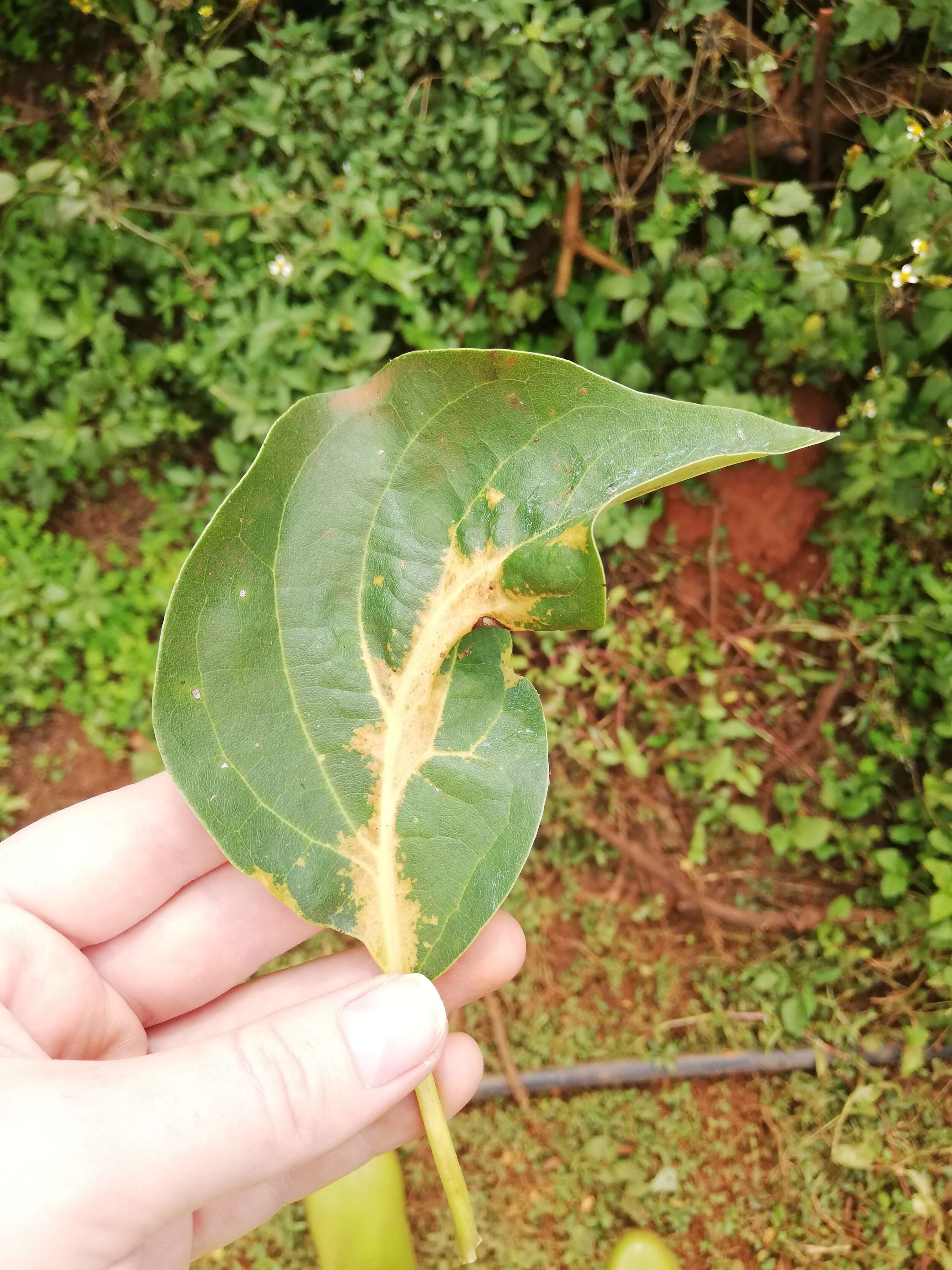 Manchas solares: sintomas e danos no abacate