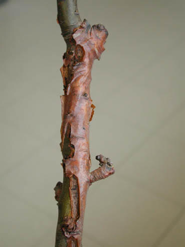 Chancre noir ou chancre des branches chez les arbres fruitiers à pépins | idMicrobe