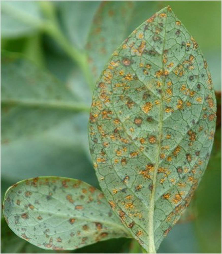 Blueberry Rust: How to Recognize and Treat It Effectively