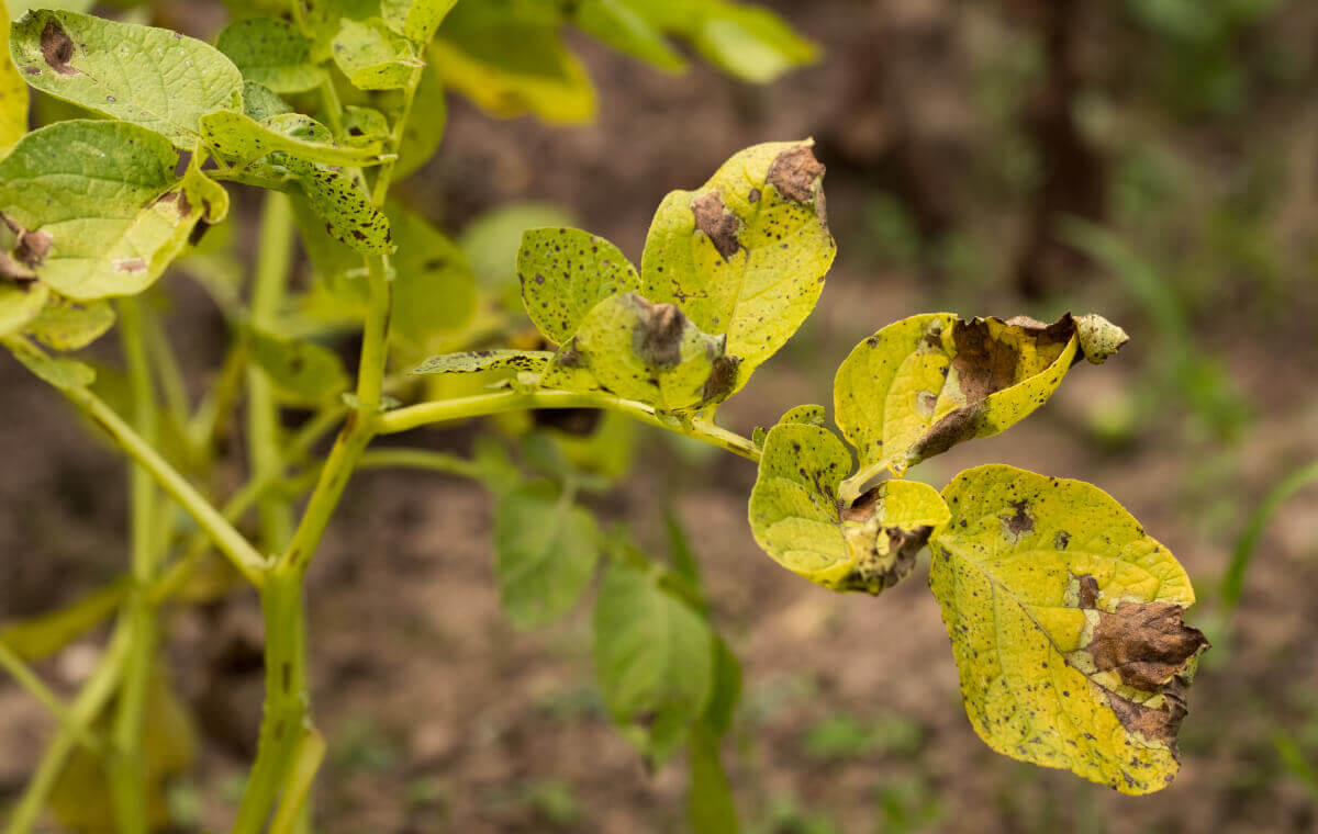Tizón temprano o alternariosis en patata | idMicrobe