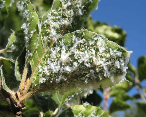 Dégâts causés par les cochenilles sur les plantes décoratives de jardin et/ou d'intérieur