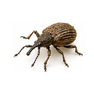 Gorgojos