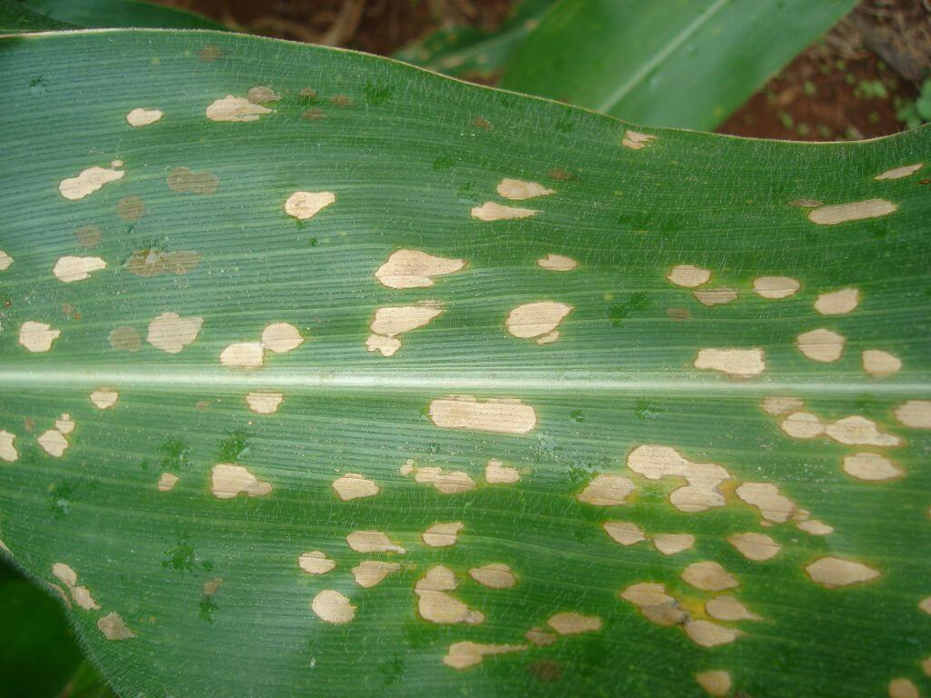 Mildiou du maïs, brûlure des feuilles ou helminthosporiose commune : qu'est-ce que c'est, comment cela se produit et comment l'éliminer efficacement.