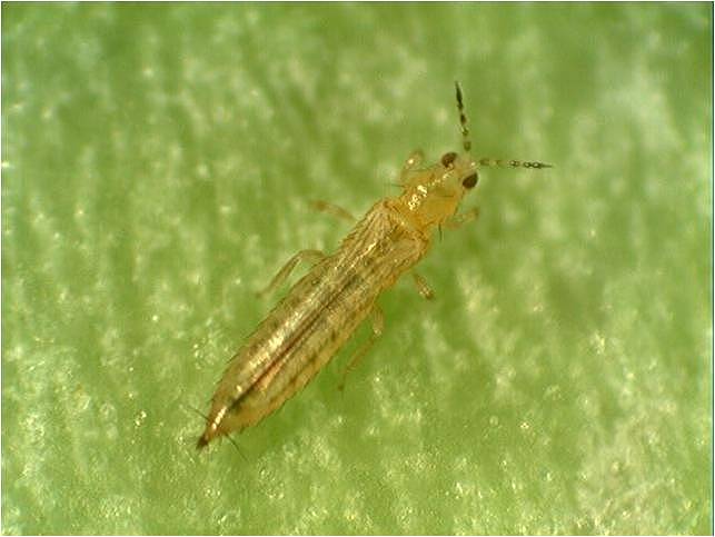 Tripes: Sintomas e Danos em Rosas