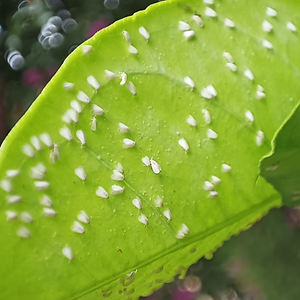 Mosca blanca limonero