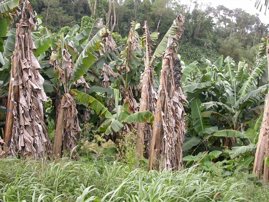 Moko or maduraviche in banana plantations: How to recognize and treat it effectively