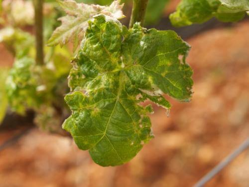 Mites: what they are, how they originate, and how to eliminate them effectively