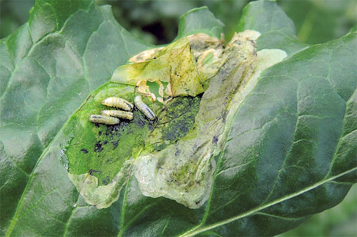 Leaf miner or fly: Symptoms and damage in spinach and similar plants