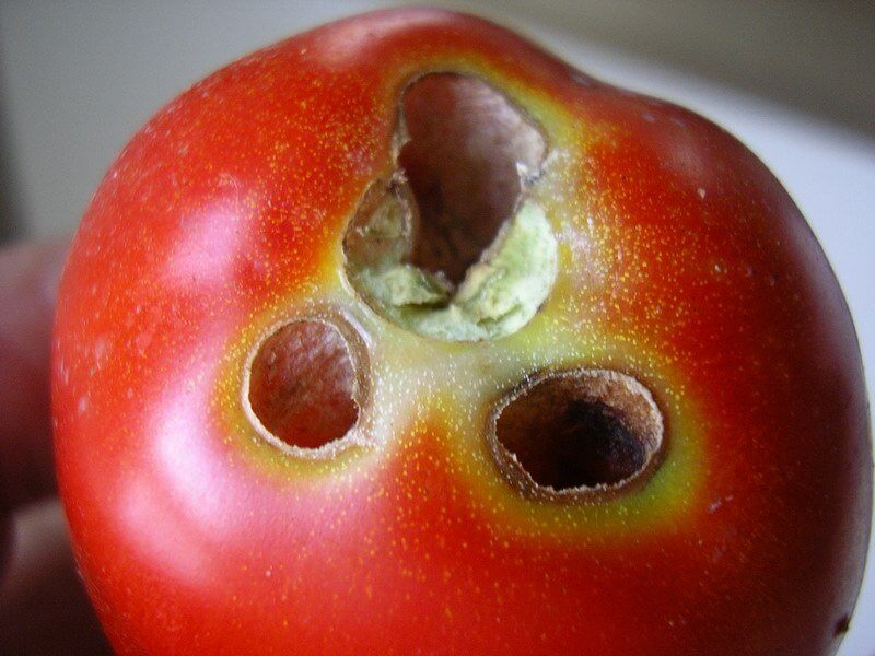 Comment reconnaître et combattre l'héliothis dans les tomates