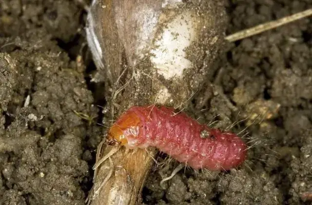 Gusano o taladro rojo en Ajo: Cómo se reconoce y se trata eficazmente